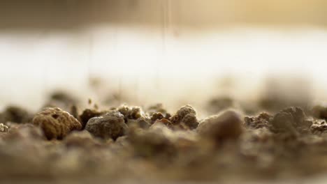 closeup of making powder from organic dried madder plant root, herb traditionally used in pakistan
