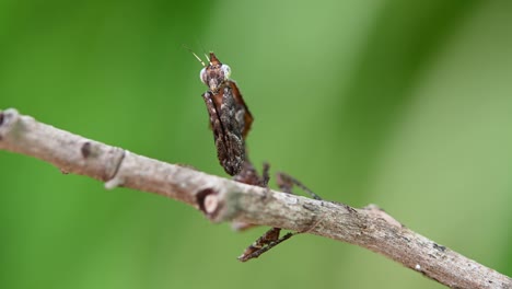 visto encaramado desde el otro lado de la ramita mientras hace vibrar sus antenas sutilmente y este insecto es tan pequeño, parablepharis kuhlii, mantis, sudeste de asia