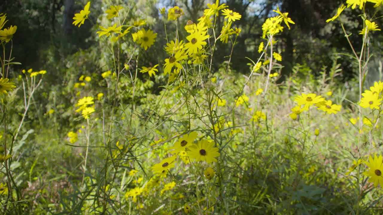 tiro inclinado hacia arriba de flores amarillas en un campo