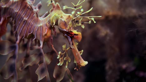 Belaubter-Seedrache-Mit-Eiern-Makro-Nahaufnahmen-4k-Zeitlupe