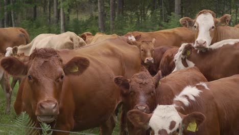 Some-brown-cows-with-their-calfs-standing-in-a-pasture-eating-grass-and-looking-at-the-camera-curiously