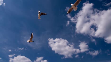 seagulls in blue sky