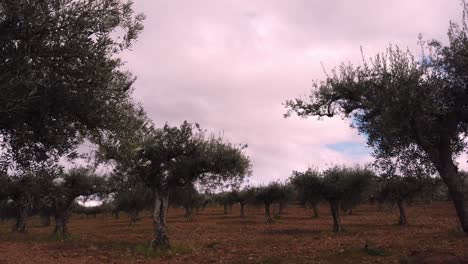 cielo tormentoso con olivos soplando en el viento