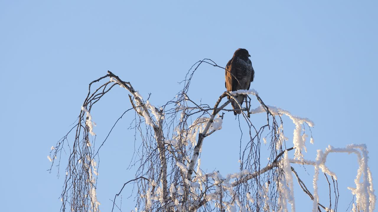 Un nibbio reale, un rapace, si posa sulla cima di un albero in inverno. Ha nevicato, quindi i rami sono bianchi. Il cielo è limpido e blu mentre il sole splende. Ripreso presso il lago Pfäffikersee.