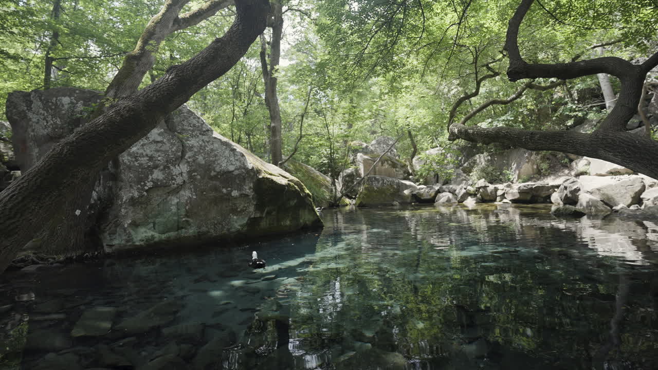 조용한 숲의 하천
