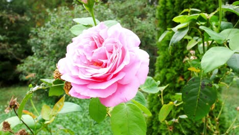 primer plano de una rosa con una abeja saliendo de ella
