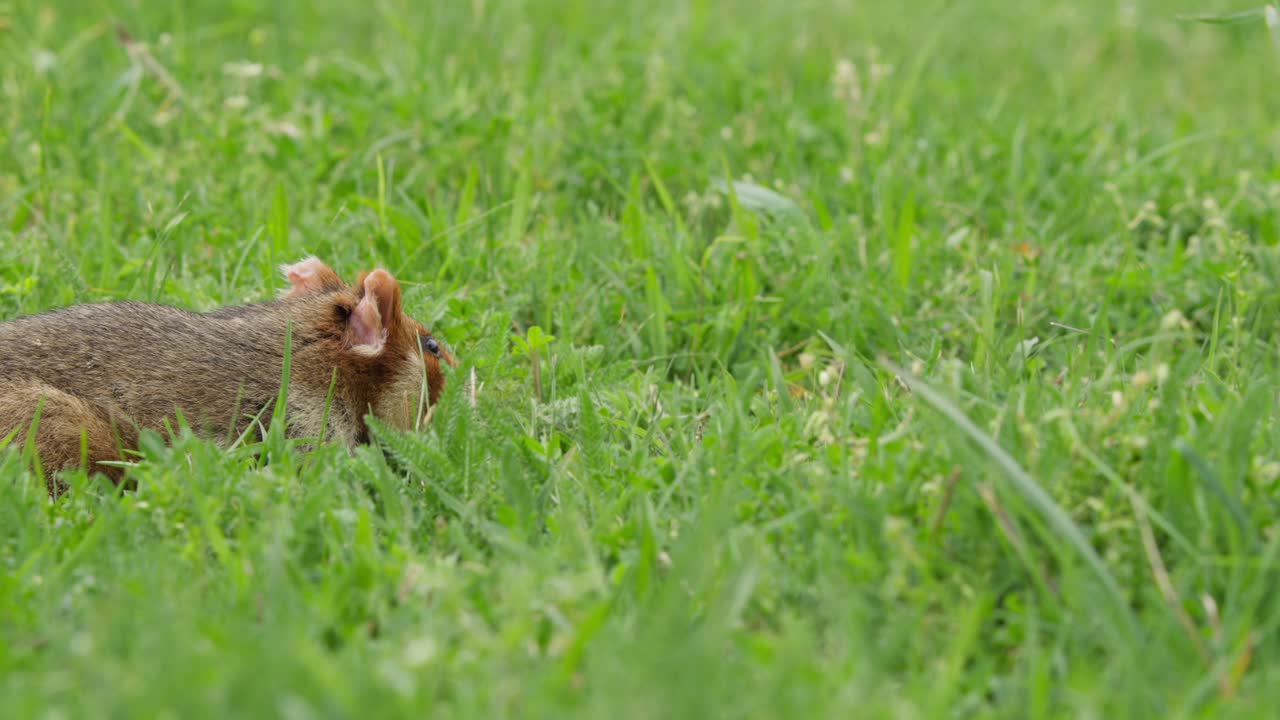 A european hamster is seen foraging in lush green grass. The video captures the playful movements and behaviours of the hamster. Filmed in natural light, highlighting its active nature