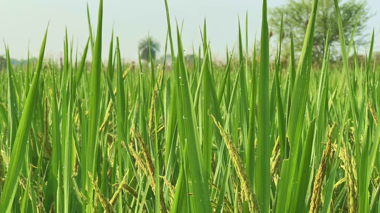 Close-up of dew-covered rice plants glowing in morning sunlight, capturing the freshness of early hours and the promise of a bountiful harvest in lush rural farmlands