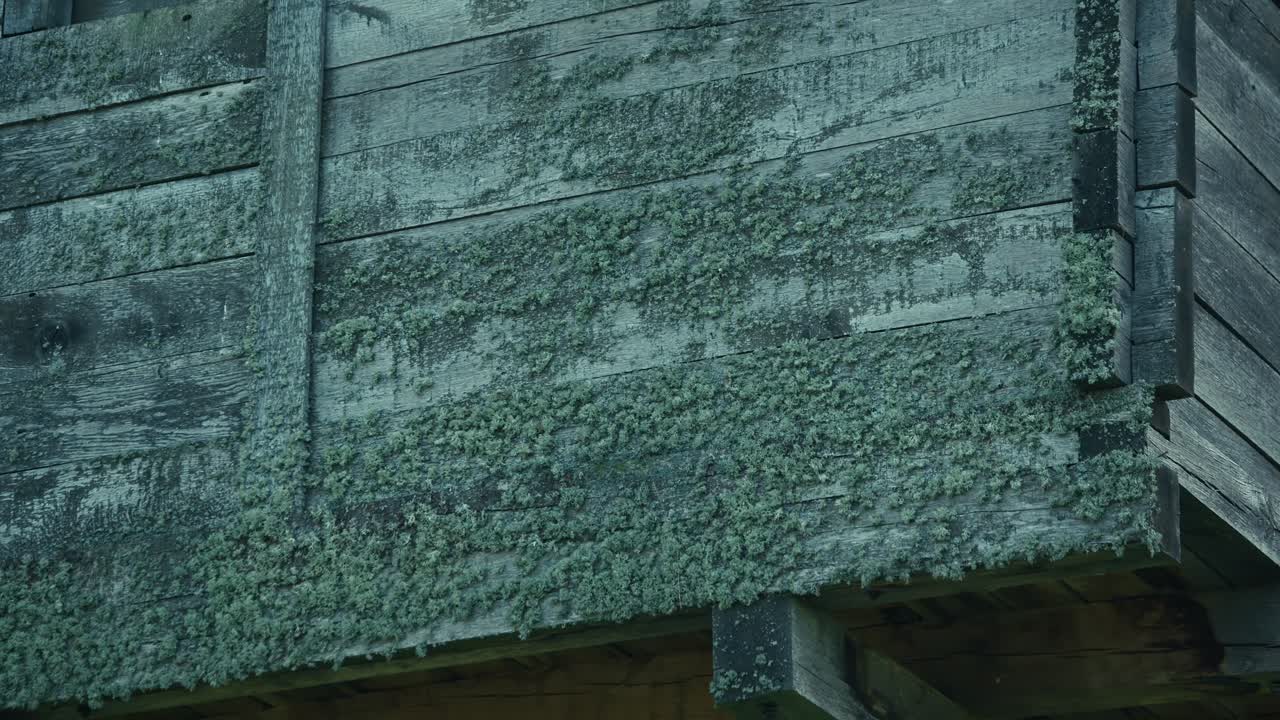 Close up of a weathered wooden wall covered in green moss and lichen