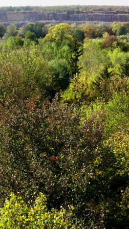beautiful forest in autumn. deciduous trees on rocky canyon background. flight over the top of colorful trees. slow motion. aerial view. vertical video