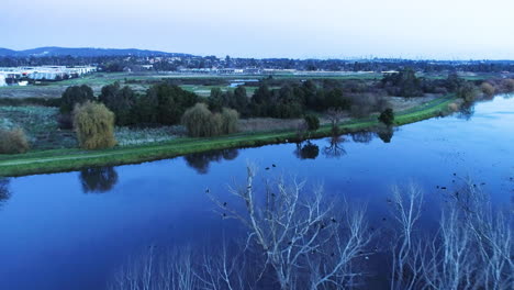 wild birds flying over open water reserve on winters afternoon