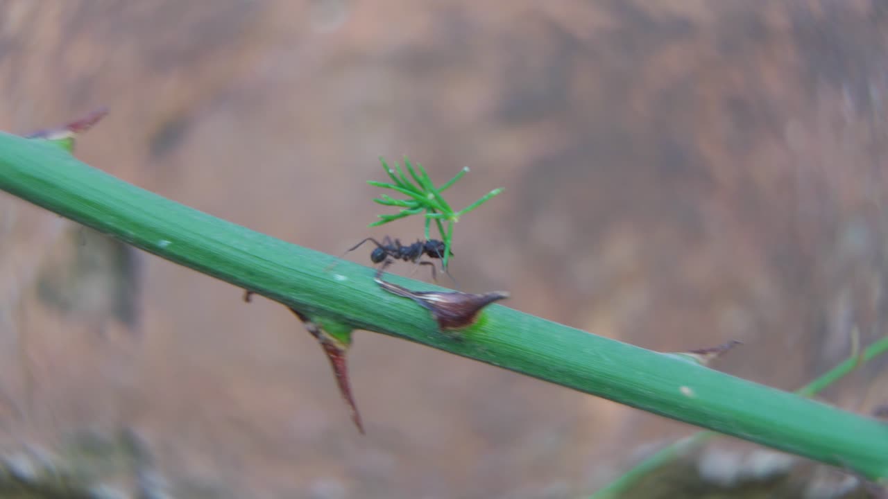 Ants come and go over an Asparagus plant stem.