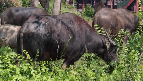 buffalo moving and eating in a green space