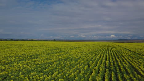 drone shot of sunflower field in late summer