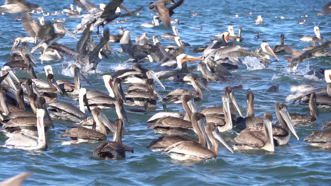 Pelicans Flock Together to Hunt Sardines