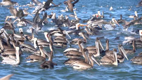 pelicans flock together to hunt sardines