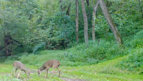 two young buck whitetails play fighting on a groomed trail and clearing the woods of the upper midwest in the late summer