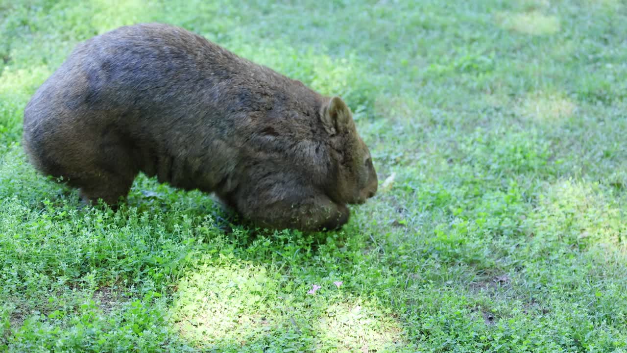 A wombat eating grass in a grassy area