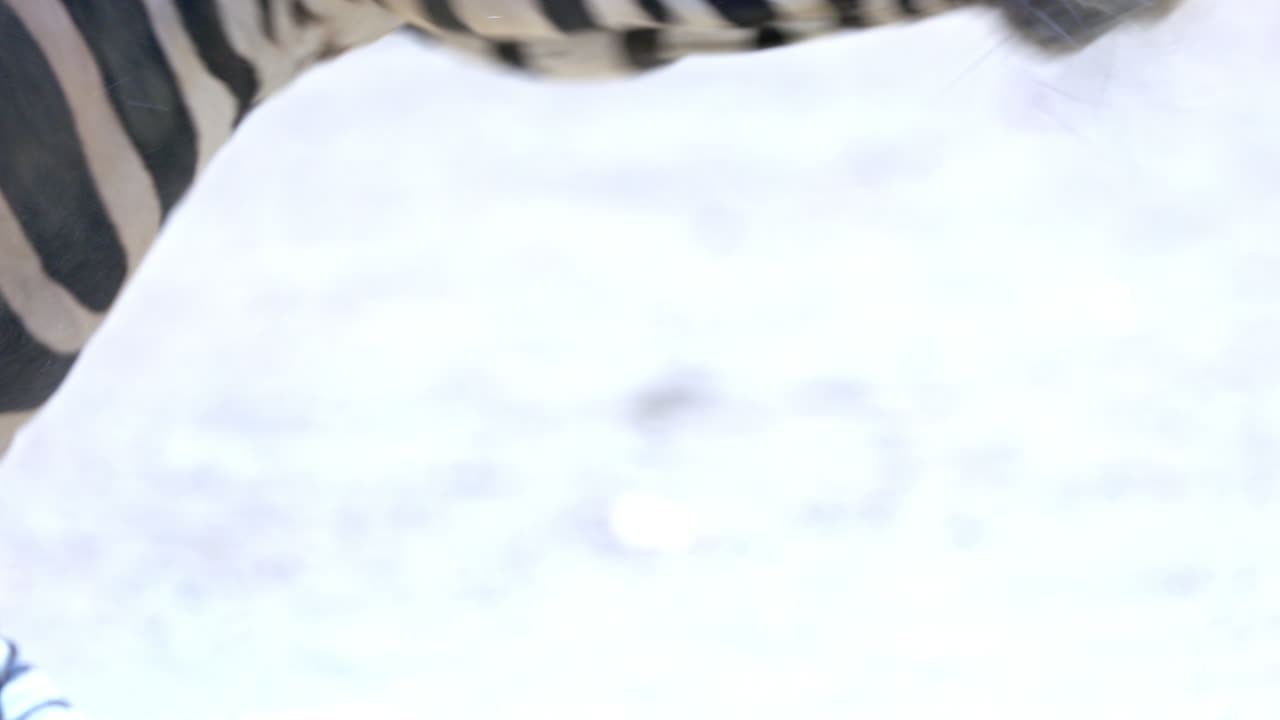 зебра на сафари