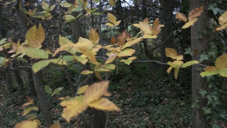 yellow leaves in autumn swaying in the breeze in a forest, pan right to left