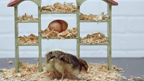 three chicks peck around for food on small set with dollhouse and egg, close up