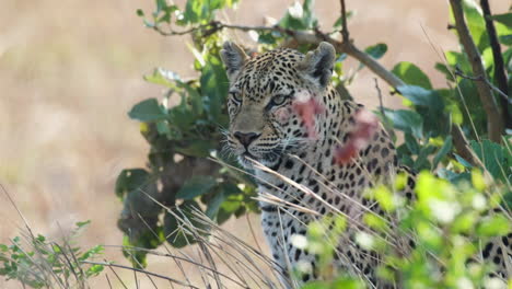 african leopard staring in the wilderness of sub-saharan africa