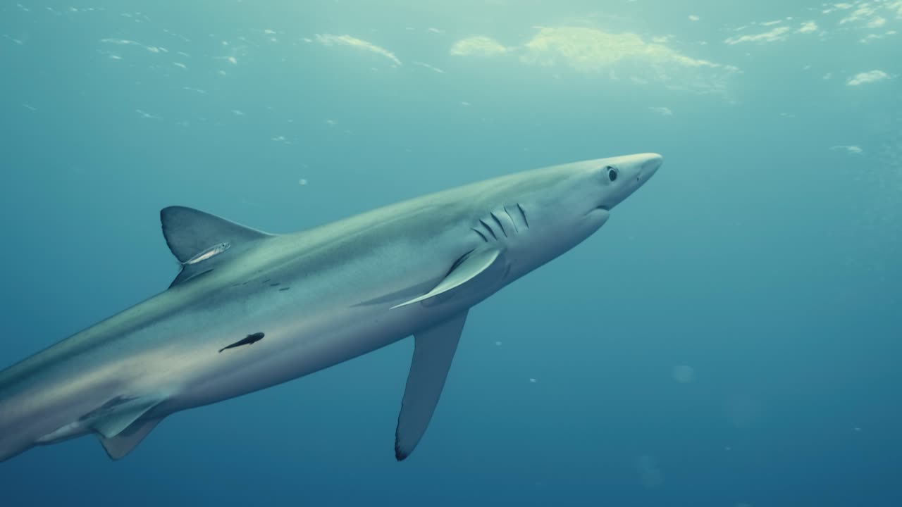 Grande squalo blu predatore che si volta verso la telecamera subacquea e nuota attraverso l'Oceano Atlantico al rallentatore.