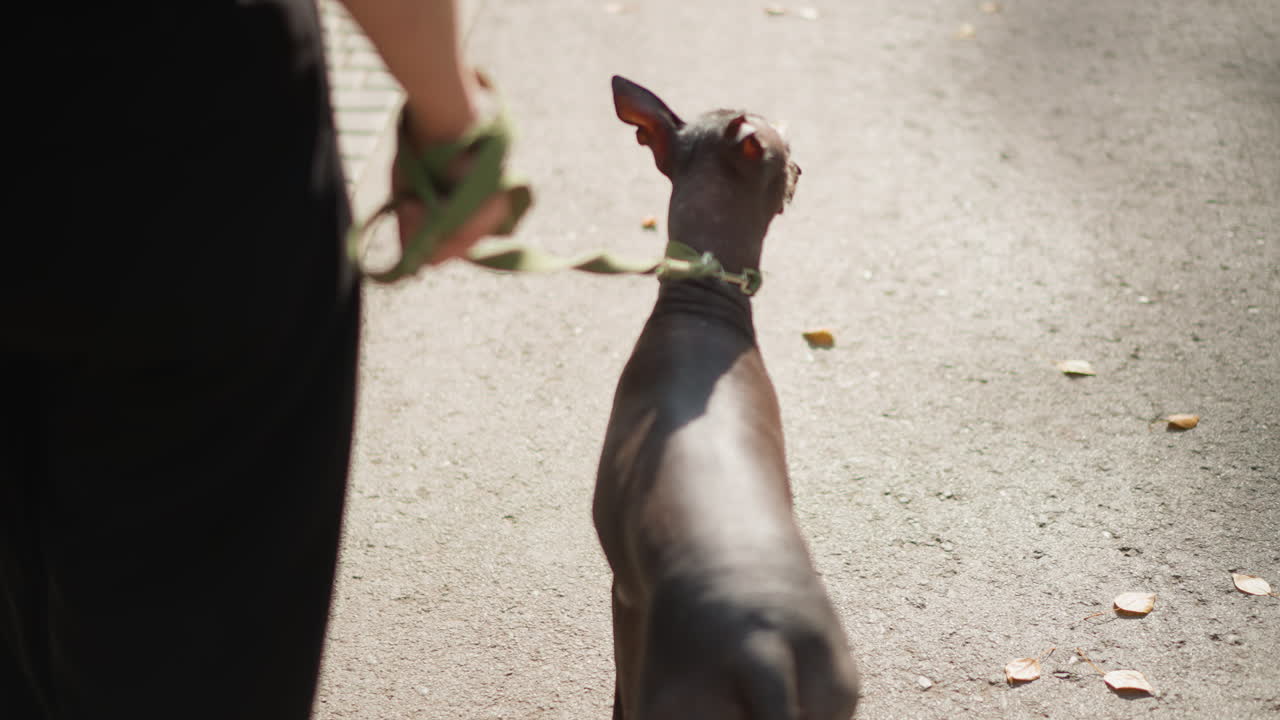 Overhead Rear View Of Hairless Dog Led By Handler Along Sunny Walkway. Tight Leash Grip Visible, Steady Dog Movement And Human Guidance, Warm Light And Shallow Depth Emphasize Trust And Control