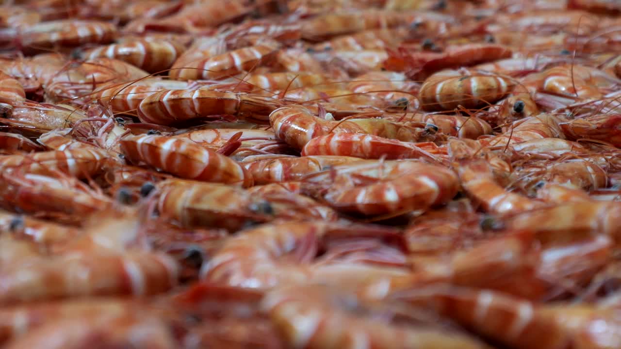 Freshly caught prawns move slowly along a conveyor belt as part of the processing line, highlighting the care and cleanliness involved in preparing premium produce.