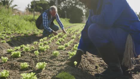 hombres que trabajan en la granja