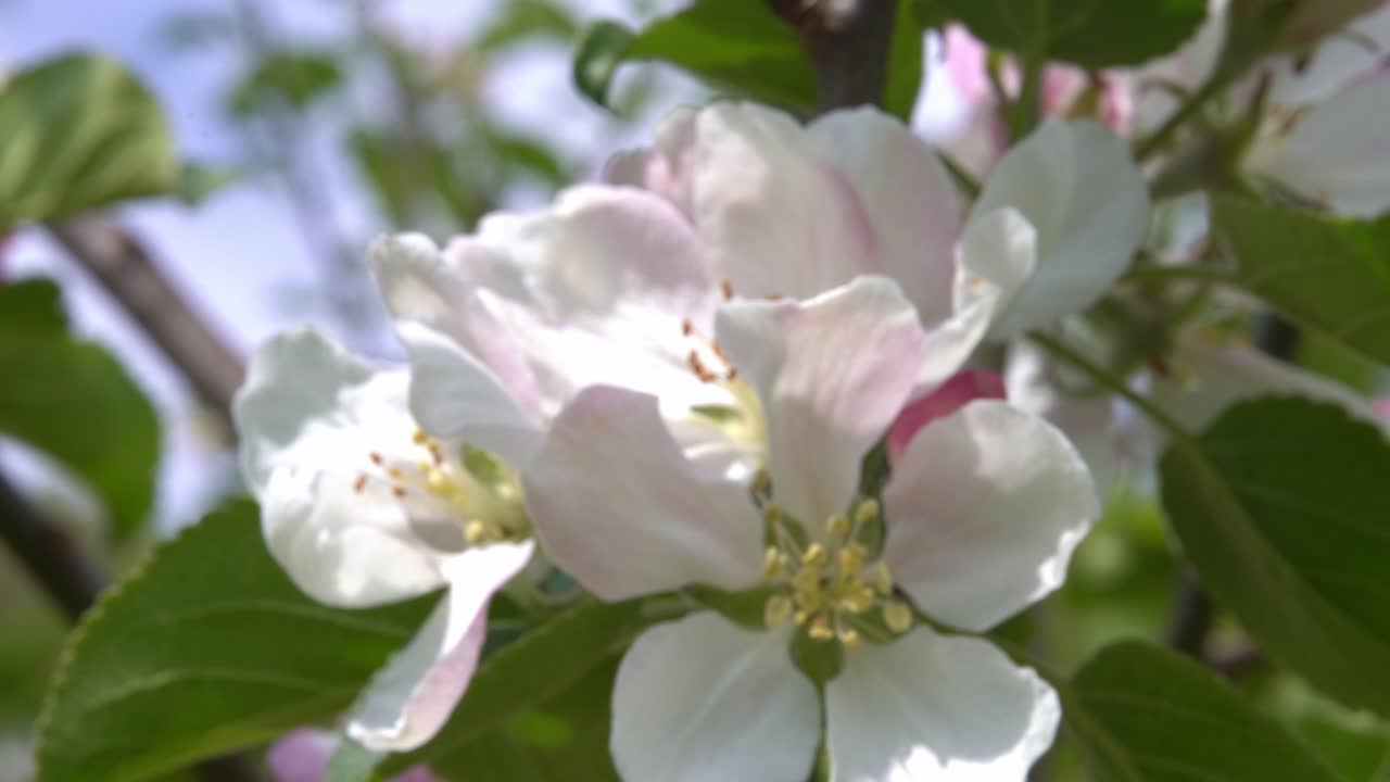 flores de manzanas blancas y rosadas soplando en el viento - cerrar el enfoque tirar con el enfoque completo al final del clip