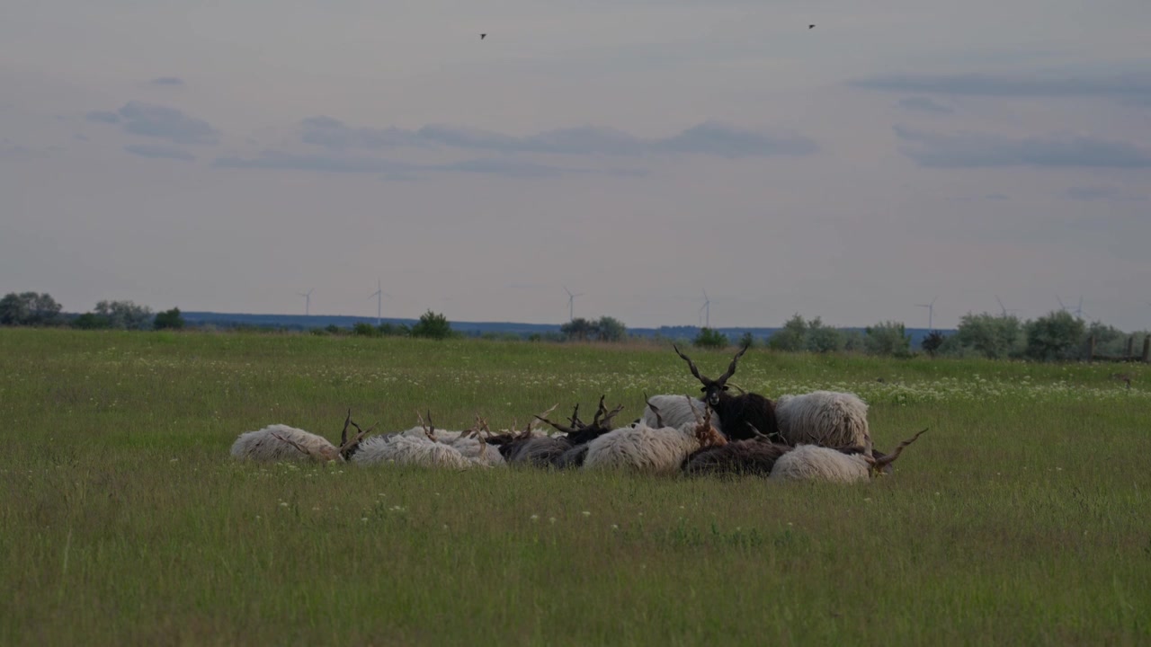 Et fjernt udsyn til en Racka-fåreflok, der hviler sammen på en bred grøn eng under en overskyet himmel. De traditionelle spiralhornede får skaber en rolig pastoral scene i det åbne landskab.