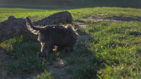 Close-up-of-adorable-puppy-dog-sniffing-for-treats-around-big-wood-piece-on-grass-field-in-the-park-in-super-slow-motion-during-summer-with-puppy-dog-eyes-in-Stuttgart,-Germany