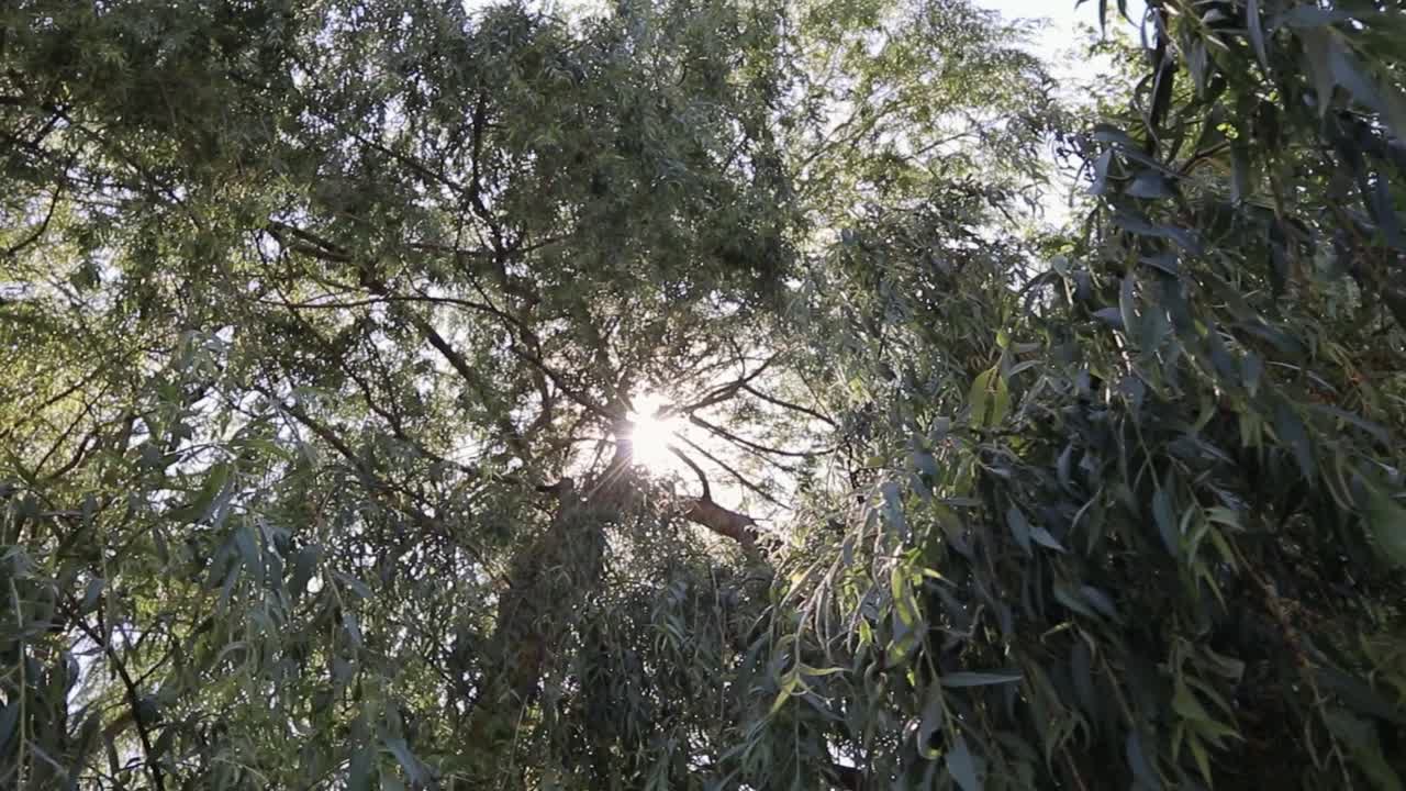 Beautiful movement at base of willow tree during summer.