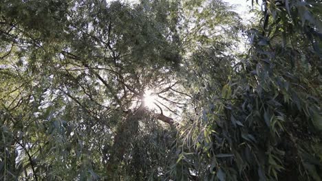 beautiful movement at base of willow tree during summer.