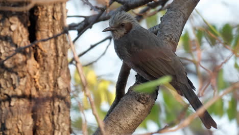 Bulbul-De-Orejas-Marrones-Encaramado-En-El-Bosque-De-Otoño---Primer-Plano