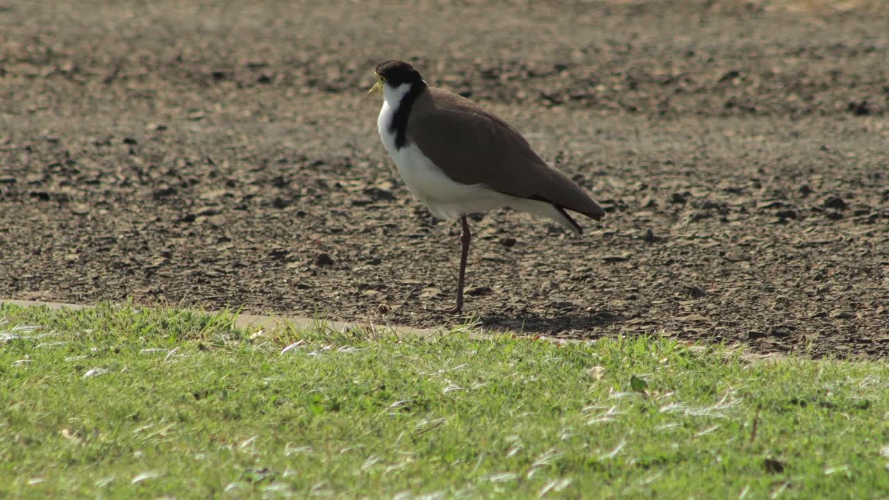 마스크를 쓴 lapwing plover 새가 자갈 도로에 서서 날개  ⁇ 에 다리를 넣고