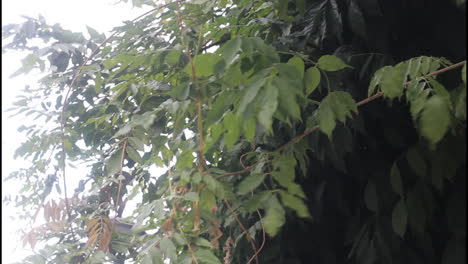 branches and leaves