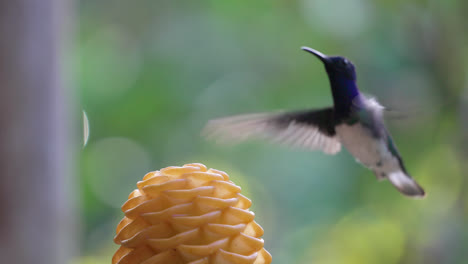 hummingbird feeding on nectar from a vibrant beehive ginger flower in ecuador, macro view as tongue sticks out of beak