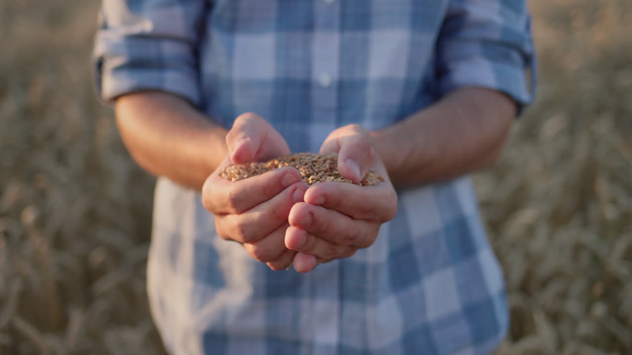 Agricultor segurando um punhado de trigo da nova colheita, com um campo de trigo como pano de fundo.