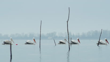 Eine-Gruppe-Riesiger,-Erwachsener-Krauskopfpelikane-Schwimmt-In-Zeitlupe-Im-Kerkini-See-In-Griechenland-An-Einem-Bewölkten-Tag