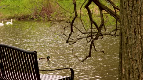 Pedestrian,-swans-and-duck-all-enjoying-the-spring-weather-by-the-river