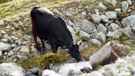 cow drinking water out of a spring in the mountains in slomotion