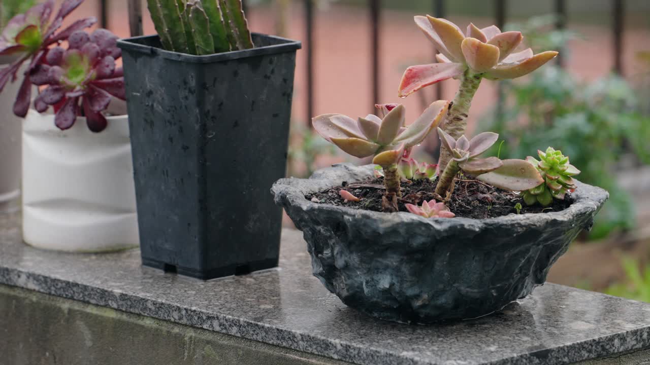 Potted succulents on a stone ledge with outdoor garden background