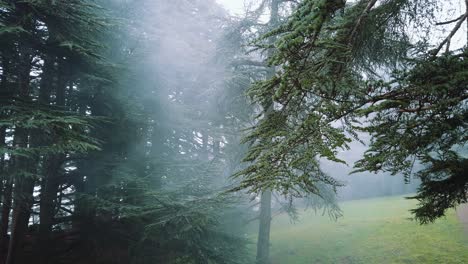 Cerca-De-árboles-De-Cedro-Dentro-Del-Bosque,-Clima-Brumoso,-En-Las-Montañas-Del-Atlas,-En-El-Parque-Nacional-De-Chrea---Argelia