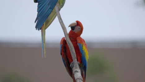 el guacamayo en el paraíso de los pájaros en mandai, singapur