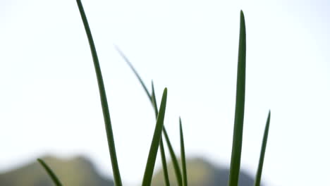 Closeup-from-low-to-high-a-shallot-plant