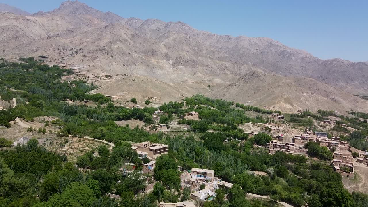 mariposas y ramas de árboles