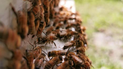 focused bees on their hive entrance