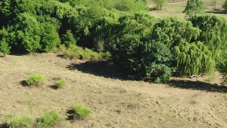 Drohnen-Luftaufnahme-Einer-Kleinen-Zebraherde,-Die-In-Freier-Wildbahn-Zum-Fluss-Rennt